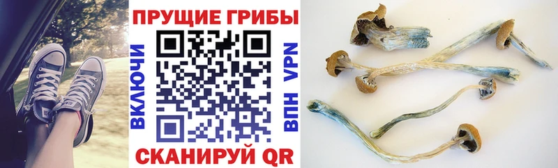 даркнет сайт  Урень  kraken ONION  Галлюциногенные грибы мицелий 